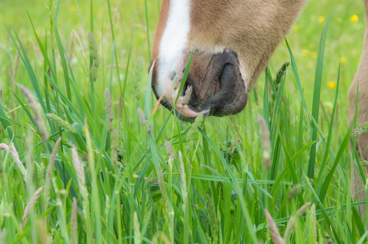 ホテル Ranch Marina Koce エクステリア 写真