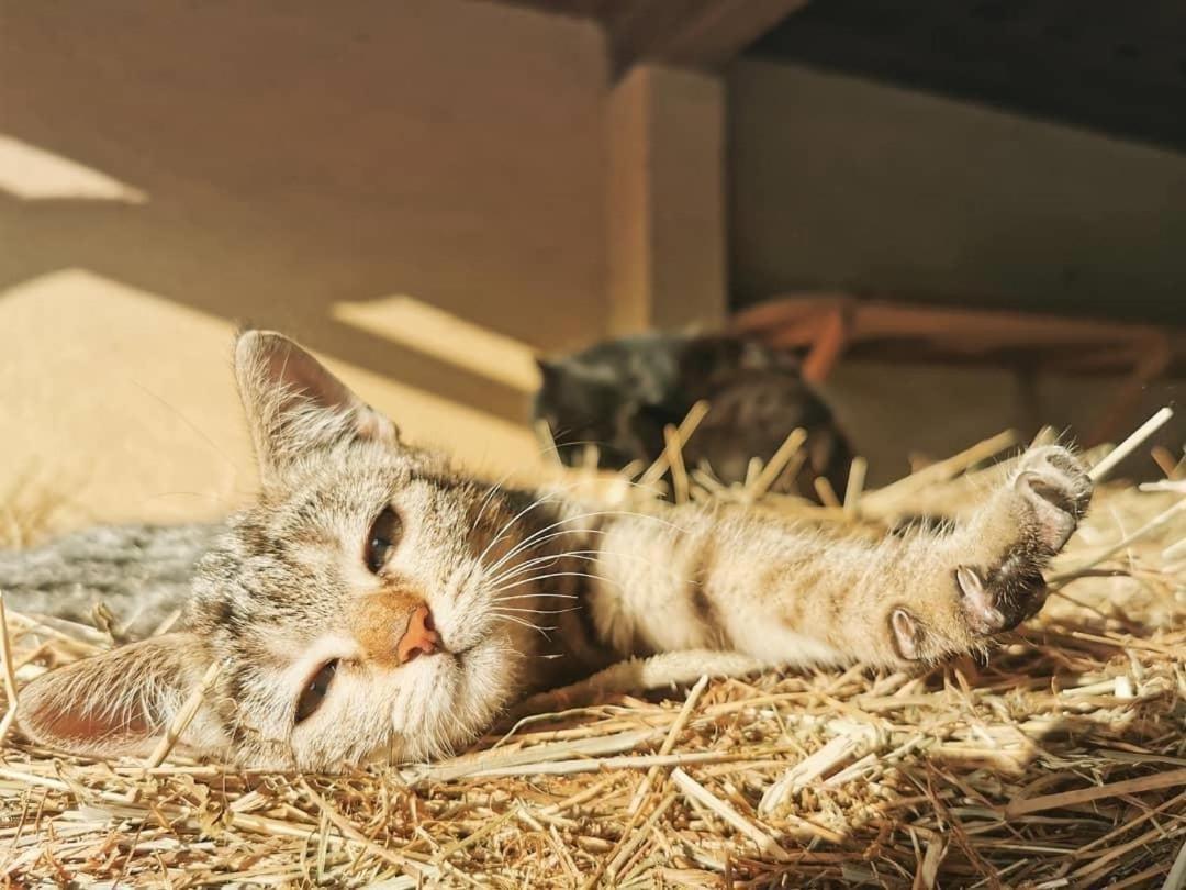 ホテル Ranch Marina Koce エクステリア 写真